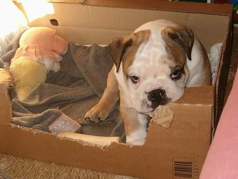 Engelsk bulldog Cæsar  billede 12