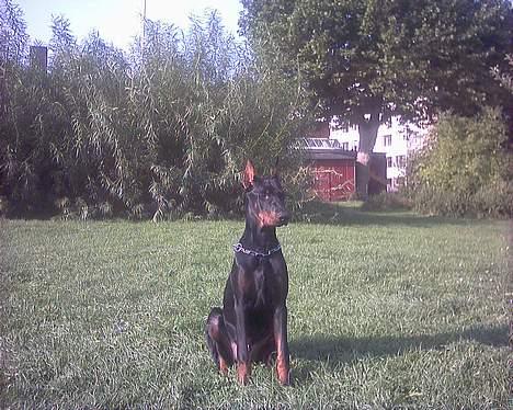 Dobermann Cobra billede 5