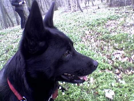 Australsk kelpie Whyalla´s Black Cita - Cita elsker at være med i skoven billede 1