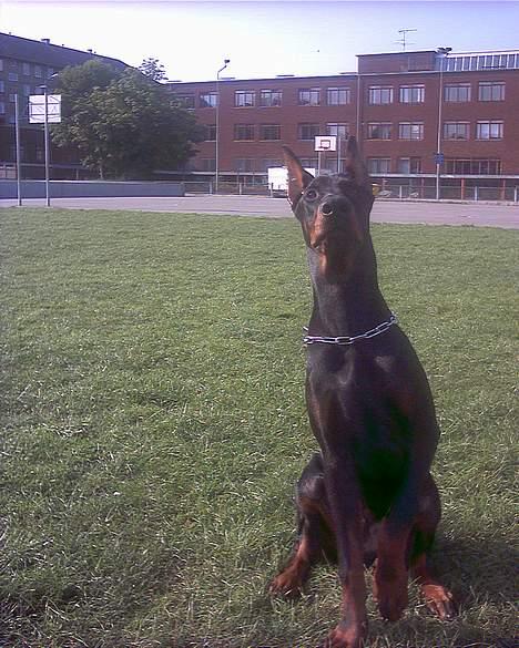 Dobermann Cobra - skal jeg give pote nu. billede 6