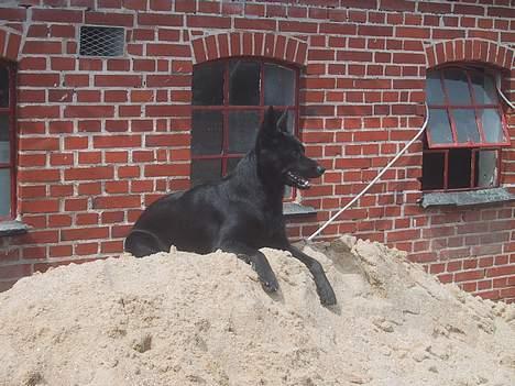 Australsk kelpie Whyalla´s Black Cita - Jeg passer på sandet billede 2