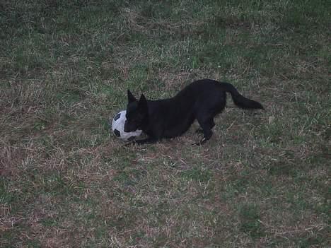 Australsk kelpie Whyalla´s Black Cita - Min elskede bold billede 3