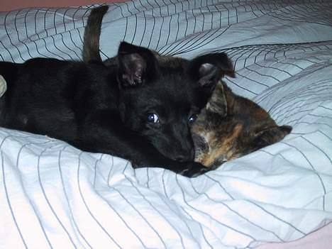 Australsk kelpie Whyalla´s Black Cita - Her er jeg ikke ret gammel med min kat Buzy billede 4