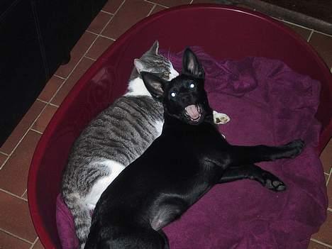 Australsk kelpie Whyalla´s Black Cita - Kan vi ikke få lov til at sove i fred? billede 5