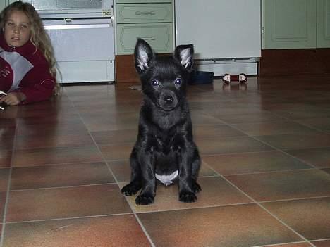 Australsk kelpie Whyalla´s Black Cita - Her er jeg stadig hjemme i Sverige 8 uger gammel billede 6