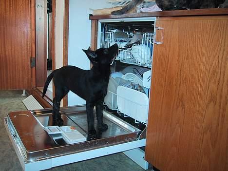 Australsk kelpie Whyalla´s Black Cita - Gad vide om jeg kan bruge denne rampe og komme op til katten billede 7