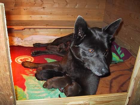 Australsk kelpie St. Torøje´s Kia - Kia med sine nye hvalpe billede 1