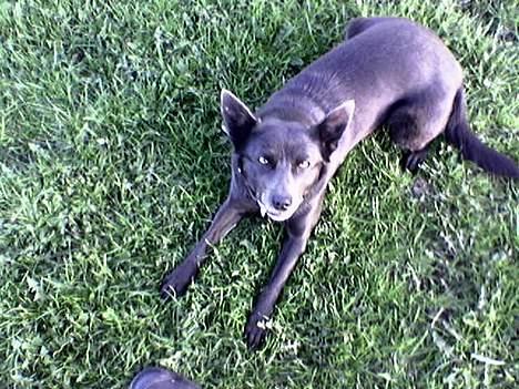 Australsk kelpie St. Torøje´s Kia - Whats up Doc? billede 2