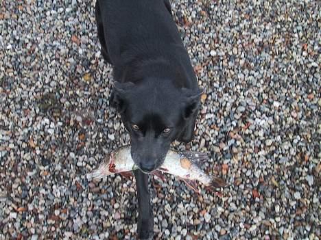 Australsk kelpie St. Torøje´s Kia - Ørredtyven billede 3