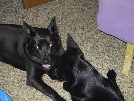 Australsk kelpie St. Torøje´s Kia - Cita er en plageånd billede 4