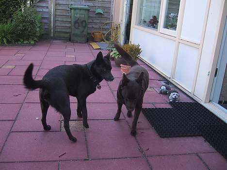 Australsk kelpie St. Torøje´s Kia - Mig og min hollandske kæreste Jack billede 5