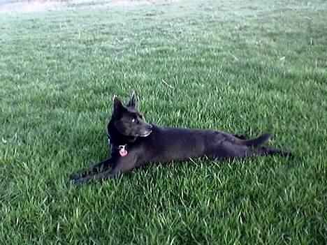 Australsk kelpie St. Torøje´s Kia - KIa køler maven i græsset billede 6