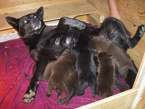 Australsk kelpie St. Torøje´s Kia - Det er hårdt at være mor til 6 små kelpiemonstre billede 7