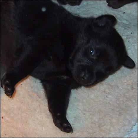 Australsk kelpie St. Torøje´s Kia - Her er en af mine babyer, hun hedder Alabama billede 8