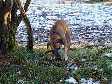 Amerikansk bulldog King - nyt billede 11