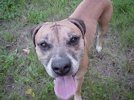 Amerikansk bulldog King - Stor næse??? Hvem , ikk mig billede 12