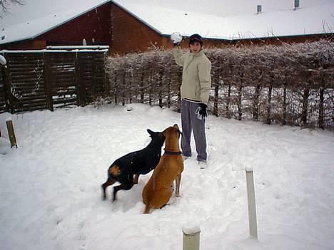 Amerikansk bulldog King billede 13