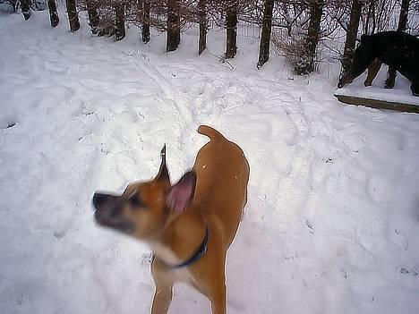 Amerikansk bulldog King - styr på hunden billede 14
