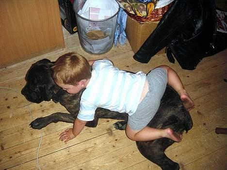 Cane corso Rocca (Connie Fee Fee) Far vel min smukke ven, du  - svømme undervisning på land.................. ? billede 18