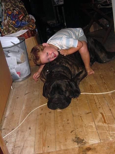 Cane corso Rocca (Connie Fee Fee) Far vel min smukke ven, du  - viktor med sin "hest" billede 19