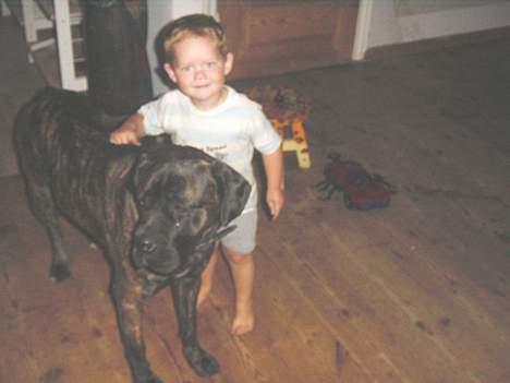 Cane corso Rocca (Connie Fee Fee) Far vel min smukke ven, du  - nå viktor tror du det er tid til en bid brød..........? billede 20