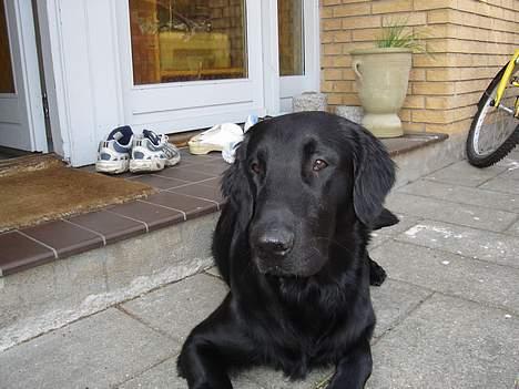 Flat coated retriever Gonzo - er jeg ikke fin billede 4
