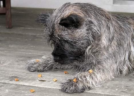 Cairn terrier Muffy billede 9