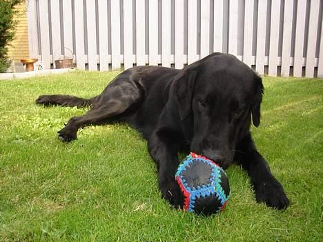 Flat coated retriever Gonzo - nyt lege tøj billede 5