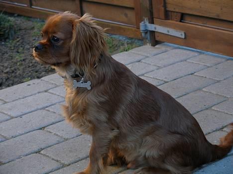 Cavalier king charles spaniel Nemo (død, 2011) - Er jeg ikke bare sød??? billede 1
