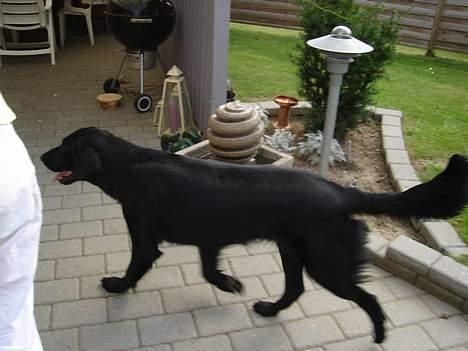 Flat coated retriever Gonzo - her er hele mig billede 6