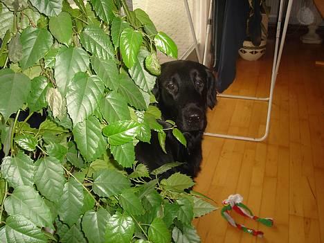 Flat coated retriever Gonzo - tit tit, hehe. billede 8