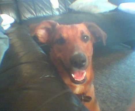 Blanding af racer molly (død) billede 1