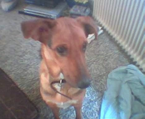 Blanding af racer molly (død) billede 2