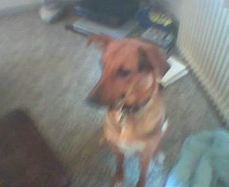 Blanding af racer molly (død) billede 3