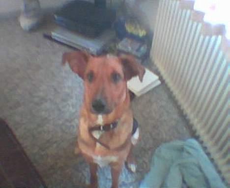 Blanding af racer molly (død) billede 4