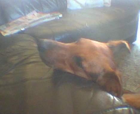 Blanding af racer molly (død) billede 5