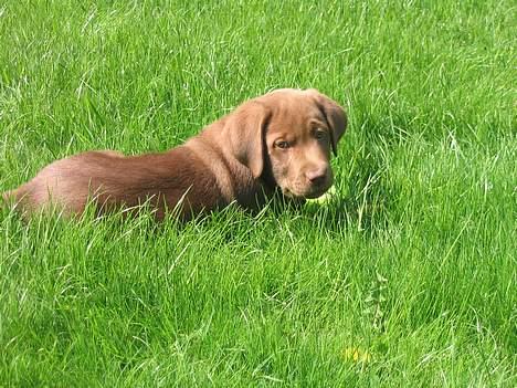 Labrador retriever Morgan billede 1
