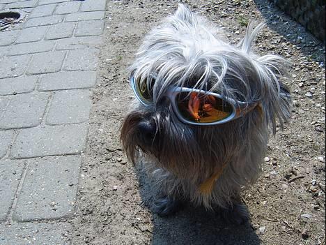 Blanding af racer Chili billede 16