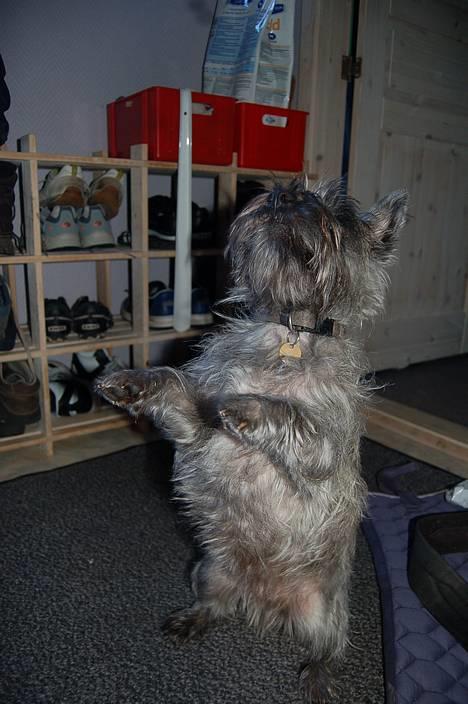 Blanding af racer Chili billede 17