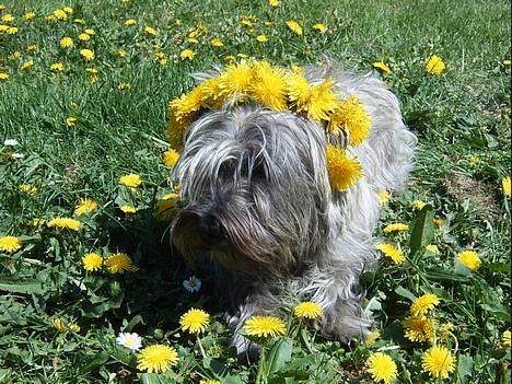 Blanding af racer Chili billede 18