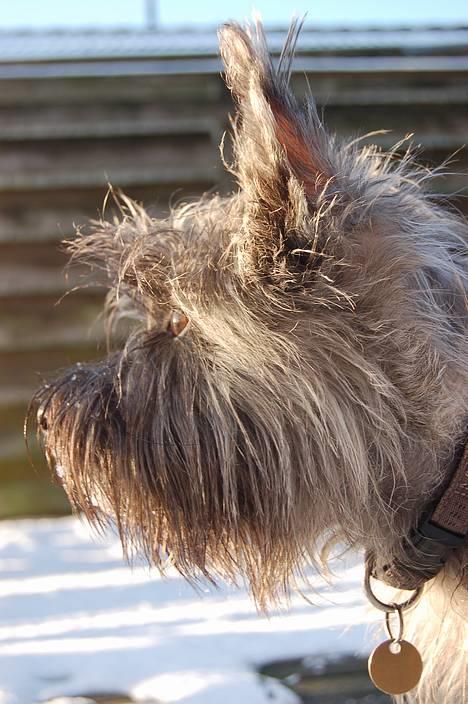 Blanding af racer Chili billede 19