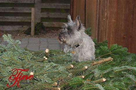 Blanding af racer Chili billede 20