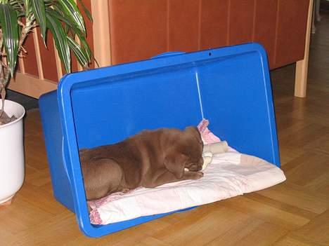 Labrador retriever Morgan billede 2