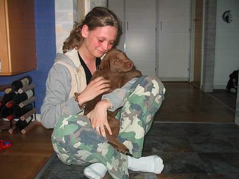 Labrador retriever Morgan - Det her er fra den dag jeg fik ham, han var der da jeg kom hjem, ja jeg grad (´: billede 3