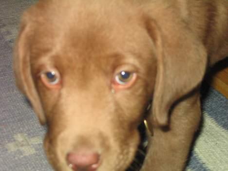 Labrador retriever Morgan - Etlille baby hoved d: billede 4