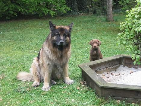 Labrador retriever Morgan - Morgan og Zorro, ikke særlig stor forskel (: billede 5