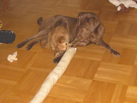 Labrador retriever Morgan - Morgan og Fifi <3 billede 6