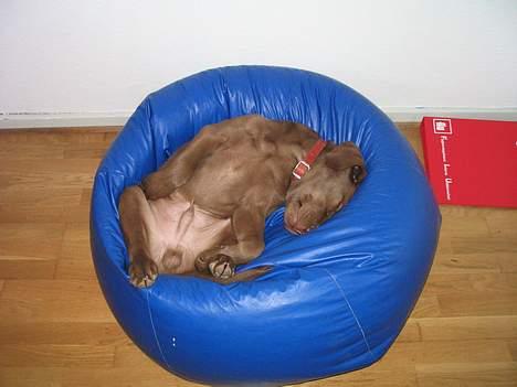 Labrador retriever Morgan - Det er HANS sækkestol. billede 7