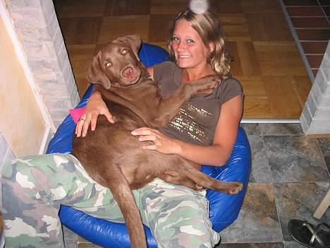 Labrador retriever Morgan - Fra midt i sommerferien, er lige kommet hjem d: billede 8