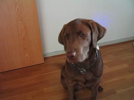 Labrador retriever Morgan - Det her er ikke så gammelt . billede 9